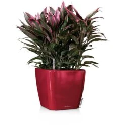 Lechuza Übertopf QUADRO LS 43 Rot Hochglanz, 43 X 43 X 39 Cm, Quadratisch, Kunststoff 9 Lechuza Übertopf QUADRO LS 43 Rot Hochglanz, 43 X 43 X 39 Cm, Quadratisch, Kunststoff -Smart Haus Geschaf c76b4ef7ece0b8b9c8bcccba477ec0bc18f0952d uebertopf lechuza quadro ls 43 rot hochglanz